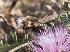 Bombyliidae