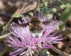 Bombyliidae