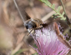 Bombyliidae