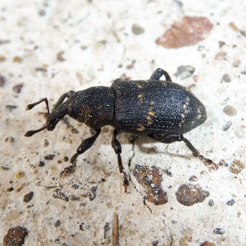 Pine weevil