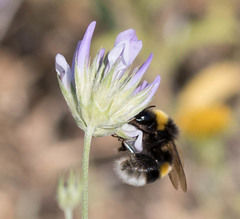 Bombus