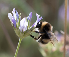 Bombus