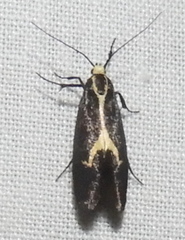 Polix coloradella