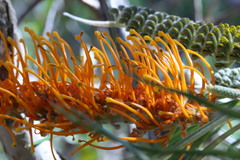 Grevillea pteridifolia