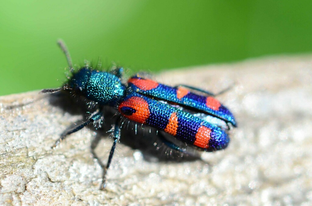 Cape Bee-eating Beetle