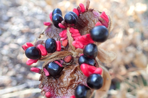 Image of Paeonia broteri by (c) Jorge Íñiguez, some rights reserved (CC BY)