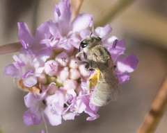 Halictus pollinosus