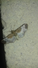 Eupithecia breviculata