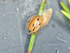 Mulsantina hudsonica