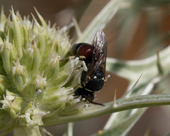 Hymenoptera