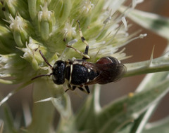 Hymenoptera