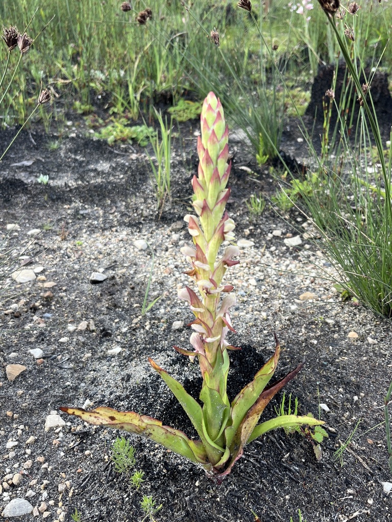Disa cernua