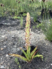 Satyrium cernuum (Satyrium cernuum)