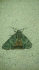 Polyphaenis sericata