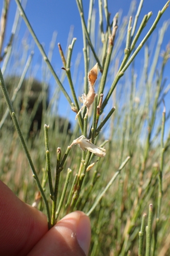 Image of Genista cinerea by (c) Jorge Íñiguez, some rights reserved (CC BY)