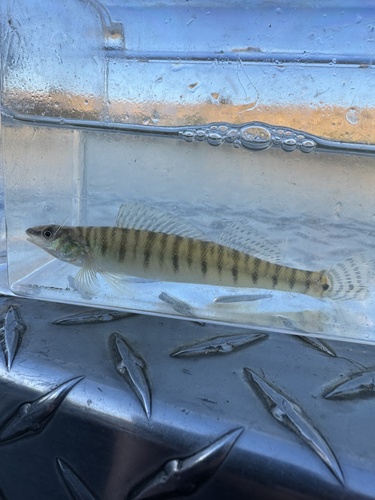 Bigscale logperch (Percina macrolepida) — Percidae — 5