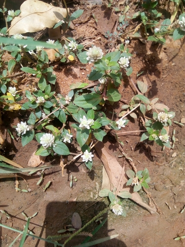 Gomphrena celosioides image