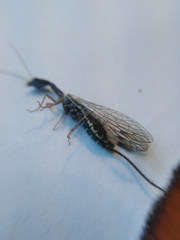 Dichrostigma flavipes