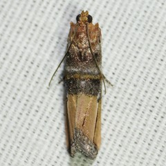 Dasypyga alternosquamella