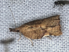 Coeloptera vulpina