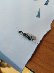 Dichrostigma flavipes