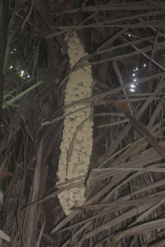 Image of Phytelephas aequatorialis by (c) Ignacio Moreira-Corral, some rights reserved (CC BY-SA)