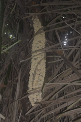 Phytelephas aequatorialis, photograph (c) Ignacio Moreira-Corral, some rights reserved (CC BY-SA)
