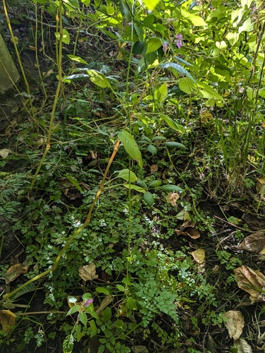Impatiens glandulifera