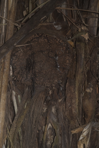 Phytelephas aequatorialis, photograph 4