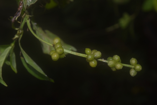 Psychotria viridis, photograph 5