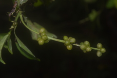Psychotria viridis, photograph (c) Ignacio Moreira-Corral, some rights reserved (CC BY-SA)