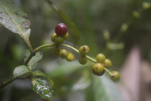 Chacruna (Psychotria viridis)