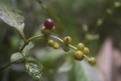Psychotria viridis, photograph (c) Ignacio Moreira-Corral, some rights reserved (CC BY-SA)