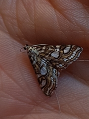Elophila ekthlipsis