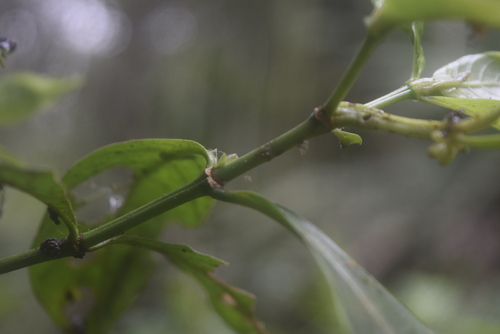 Psychotria viridis, photograph 4