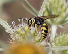 Hymenoptera