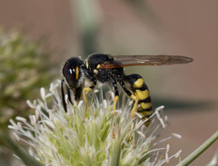 Hymenoptera