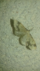 Idaea trigeminata
