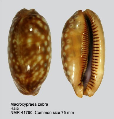 Spotted Cowry