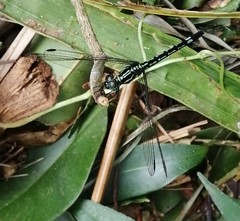 Hylaeothemis apicalis