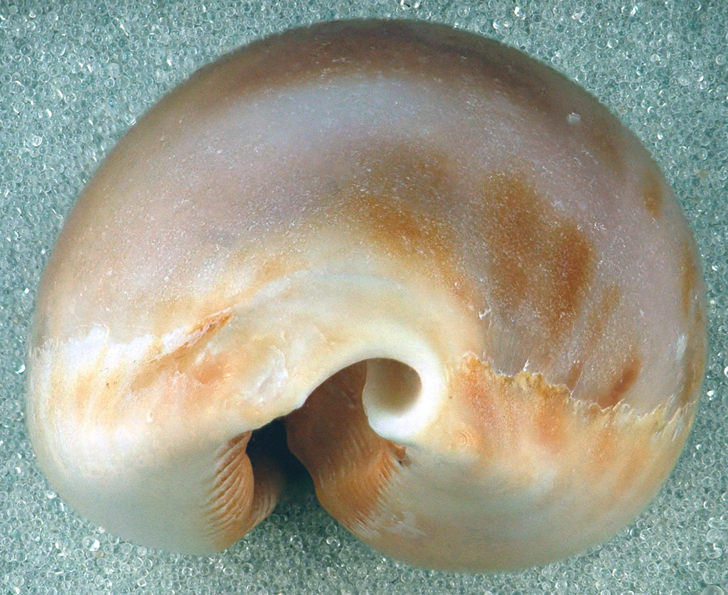 Measled Cowrie