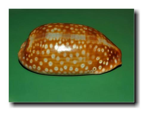 Spotted Cowry