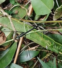 Hylaeothemis apicalis
