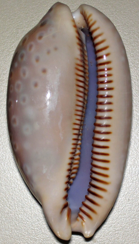 Spotted Cowry