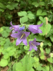 Campanula trachelium