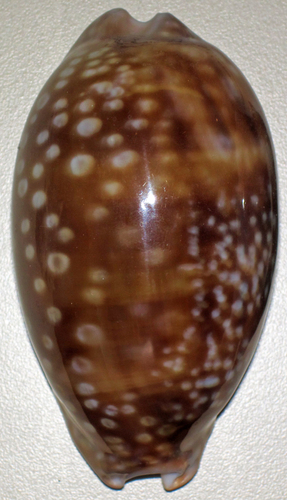 Spotted Cowry