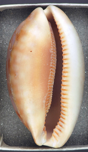 Spotted Cowry