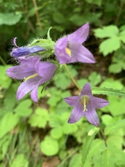 Campanula trachelium