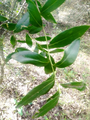 Image of Quillaja lancifolia by no rights reserved