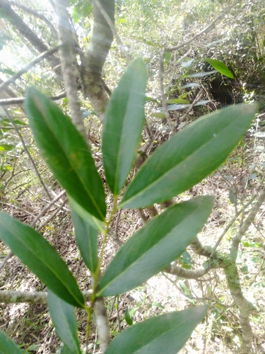 Image of Quillaja lancifolia by no rights reserved